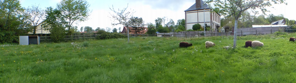 Moutons d'Ouessant