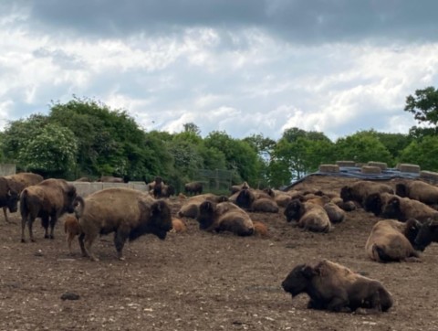 Au milieu des bisons