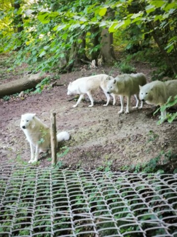 Une meute de loups blancs