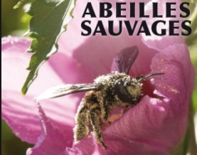 abeilles sauvages