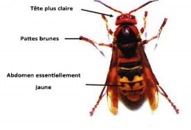 Frelon européen