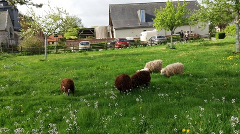 Moutons d'Ouessant